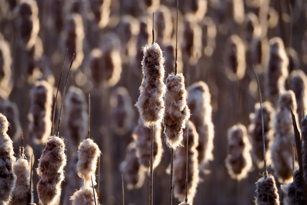 Cattails vs. Phragmites: How to Tell These Wetland Plants Apart