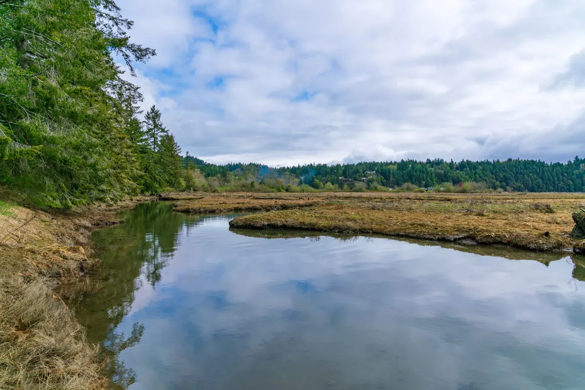 Pacific Northwest Wetland Wildlife: A Local Guide to Species and Where to See Them