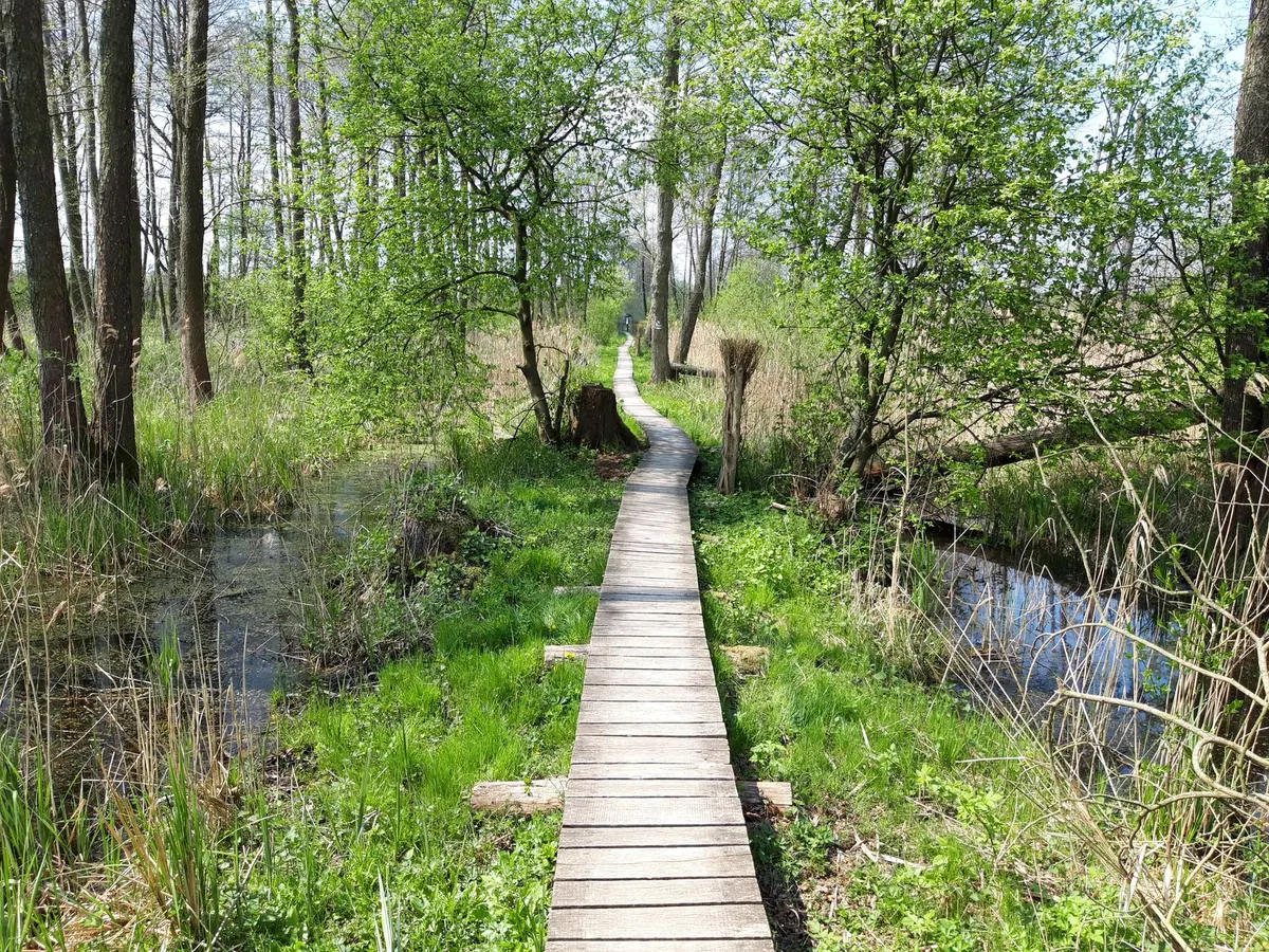 Spring Wetland Walks: What to Look For in March, April, and May
