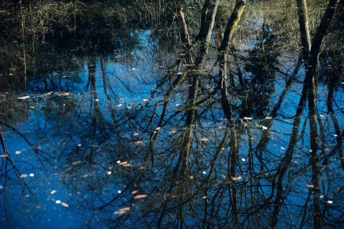 What Is a Vernal Pool? A Beginner's Guide to Seasonal Wetlands